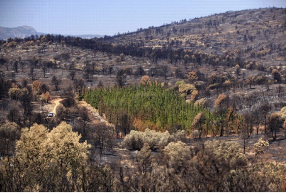 Área de estudio en la que se muestra la parcela de cipreses que sobrevivieron al incendio de Ardilla en 2012 en Jérica. / G. Della Rocca et al.