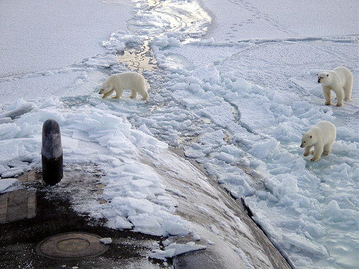 1 / 1 Tres osos polares se acercan a la proa del submarino USS Honolulu en el Polo Norte. / Wikipedia