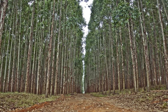 La nueva aplicación gratuita alojada en la nube permite estimar la producción de plantaciones de eucalipto en Galicia y la cornisa cantábrica. / Cassio Abreu
