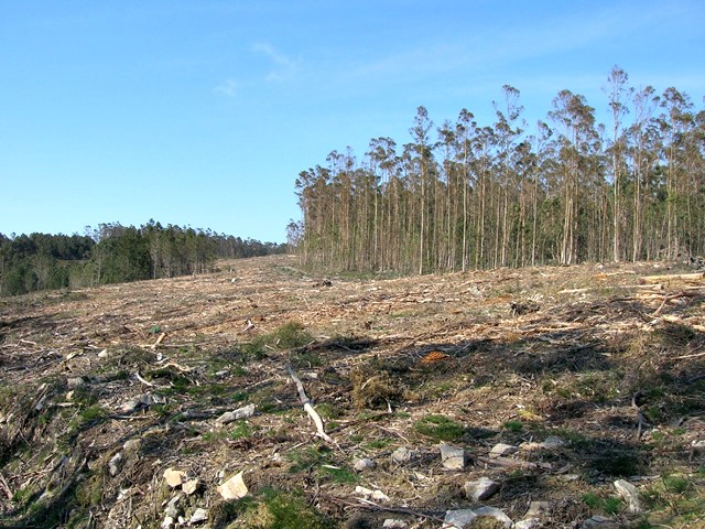 Plantaciones de eucalipto en Galicia