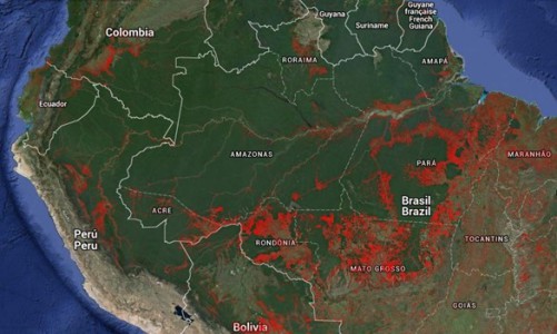 Fuente: Global Forest Change