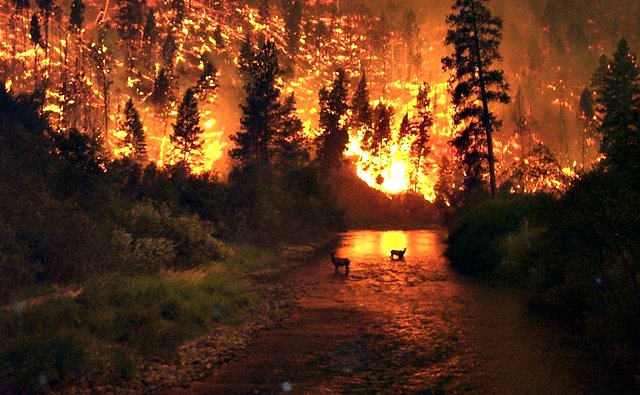 Incendios forestales