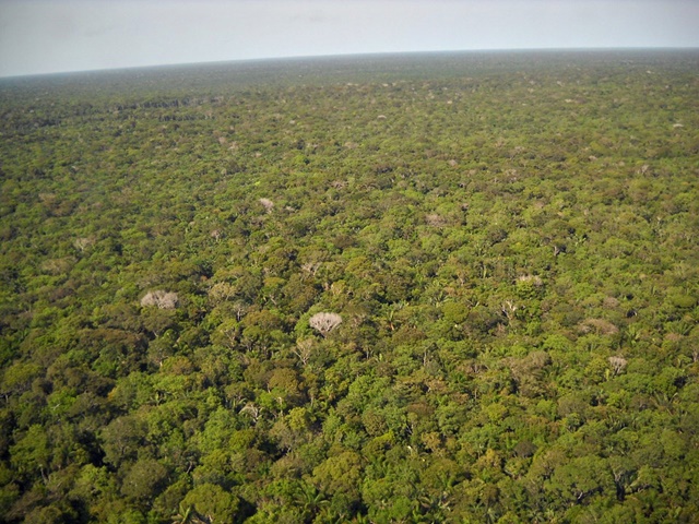 Los árboles más altos son más resistentes a la sequía en los bosques  tropicales * TYS Magazine