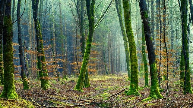 El estado de los bosques del mundo 2020